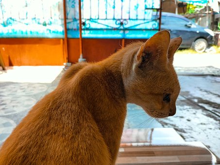 Farbe, Katze, Tier, Haustier, Haar