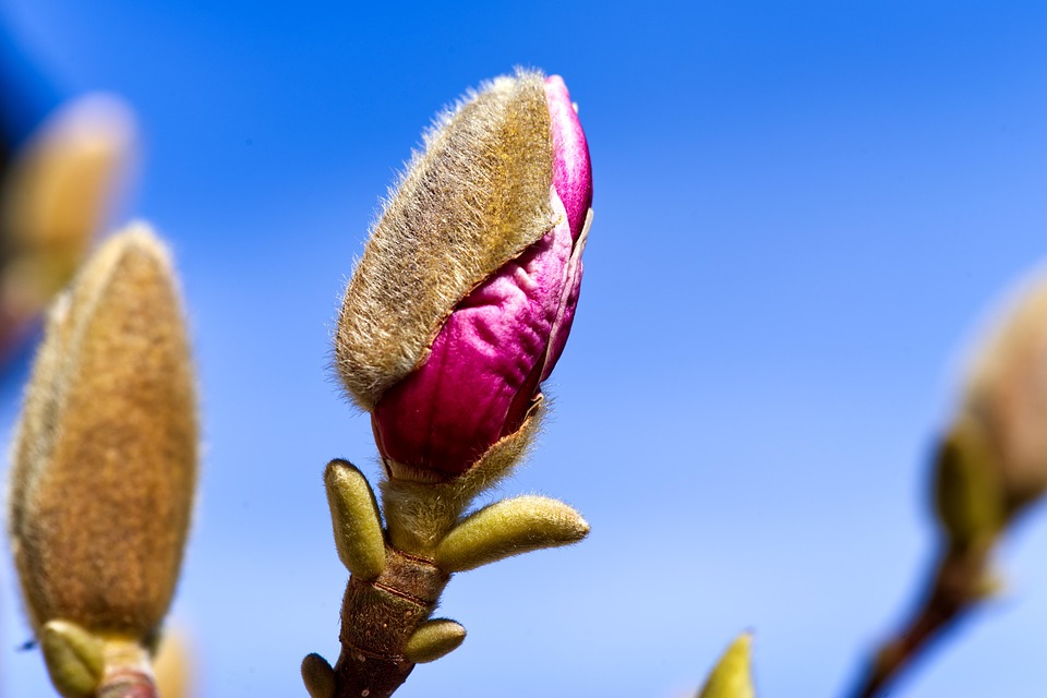 Magnolia Flower Buds Pink - Free photo on Pixabay