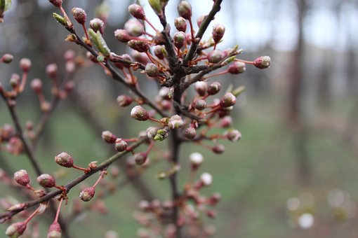 Boom, Bud, De Lente, Natuur, Dauw