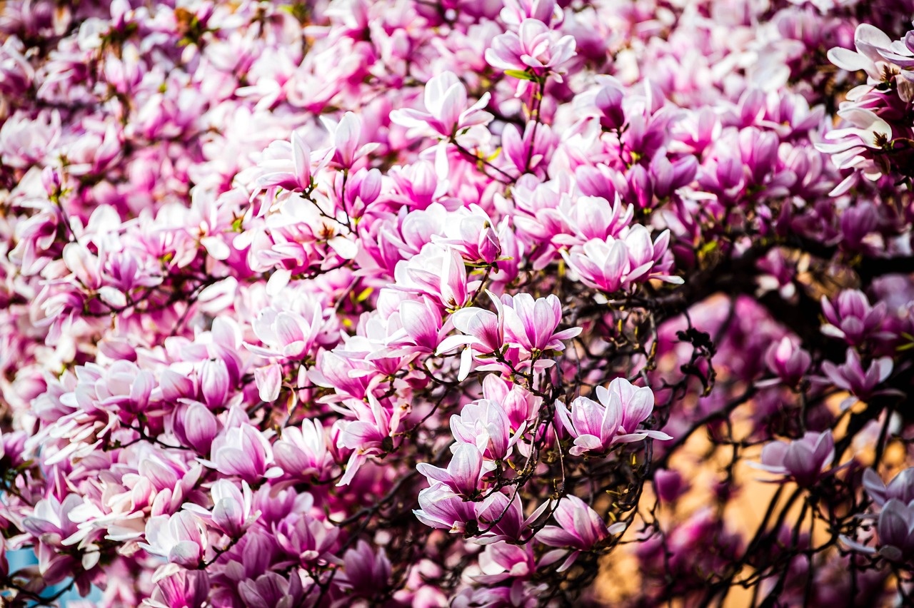 Pink Flowers Cherry Free photo on