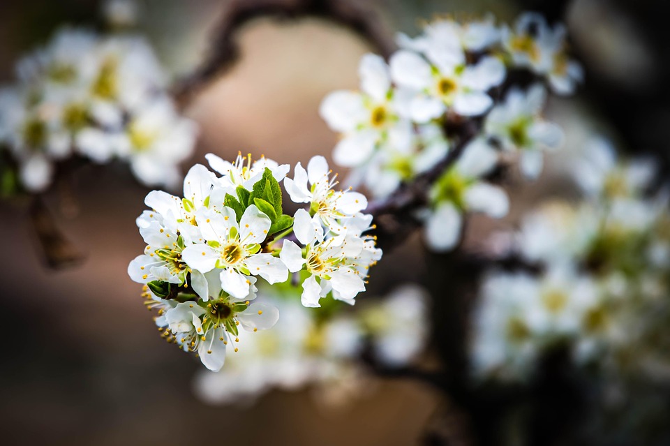 Apricot Blossoms Flowers Free photo on Pixabay Pixabay