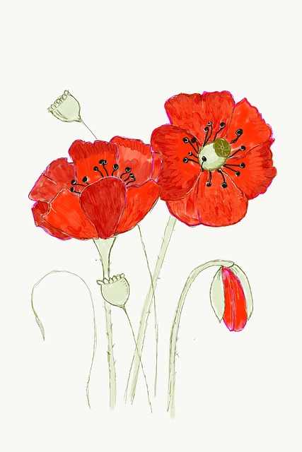 Free Poppy Flower photo and picture