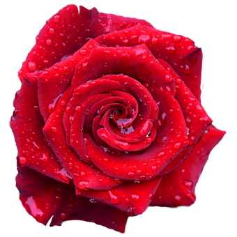Rote Rose Durchsichtig, Blume, Rose