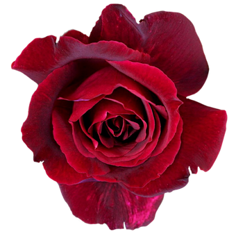 Rose, Rot, Blume