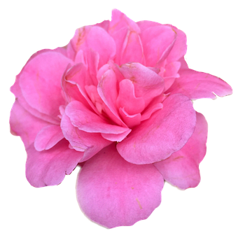 Rosa, Rose, Blume