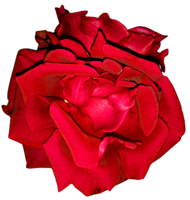Rose, Rot, Transparent