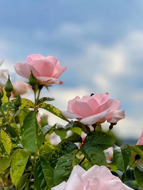 Rosa Rosen Pinke Blumen - Kostenloses Foto auf Pixabay - Pixabay