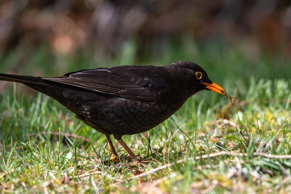 Blackbird Bird Ornithology - Free photo on Pixabay