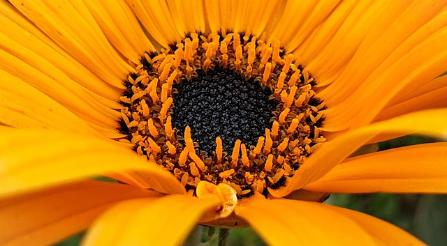 Free Flower Nature photo and picture