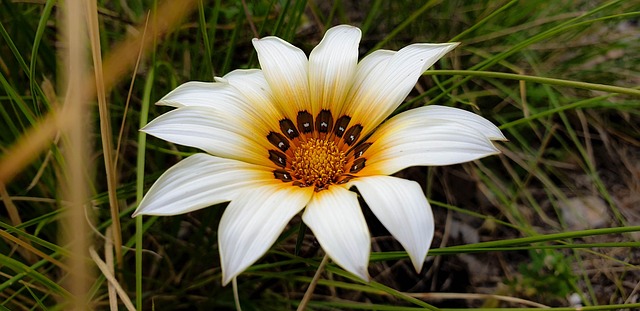 Free Flower Petals photo and picture