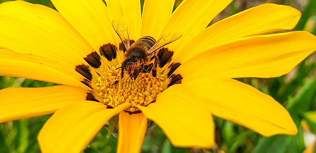 Free Flower Bee photo and picture
