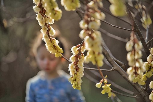 Free Spring Nature photo and picture