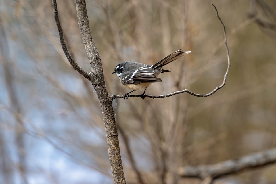 Grey Fantail Bird Free photo on Pixabay Pixabay
