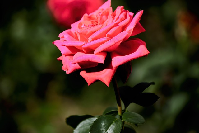 Free Rose Flower photo and picture