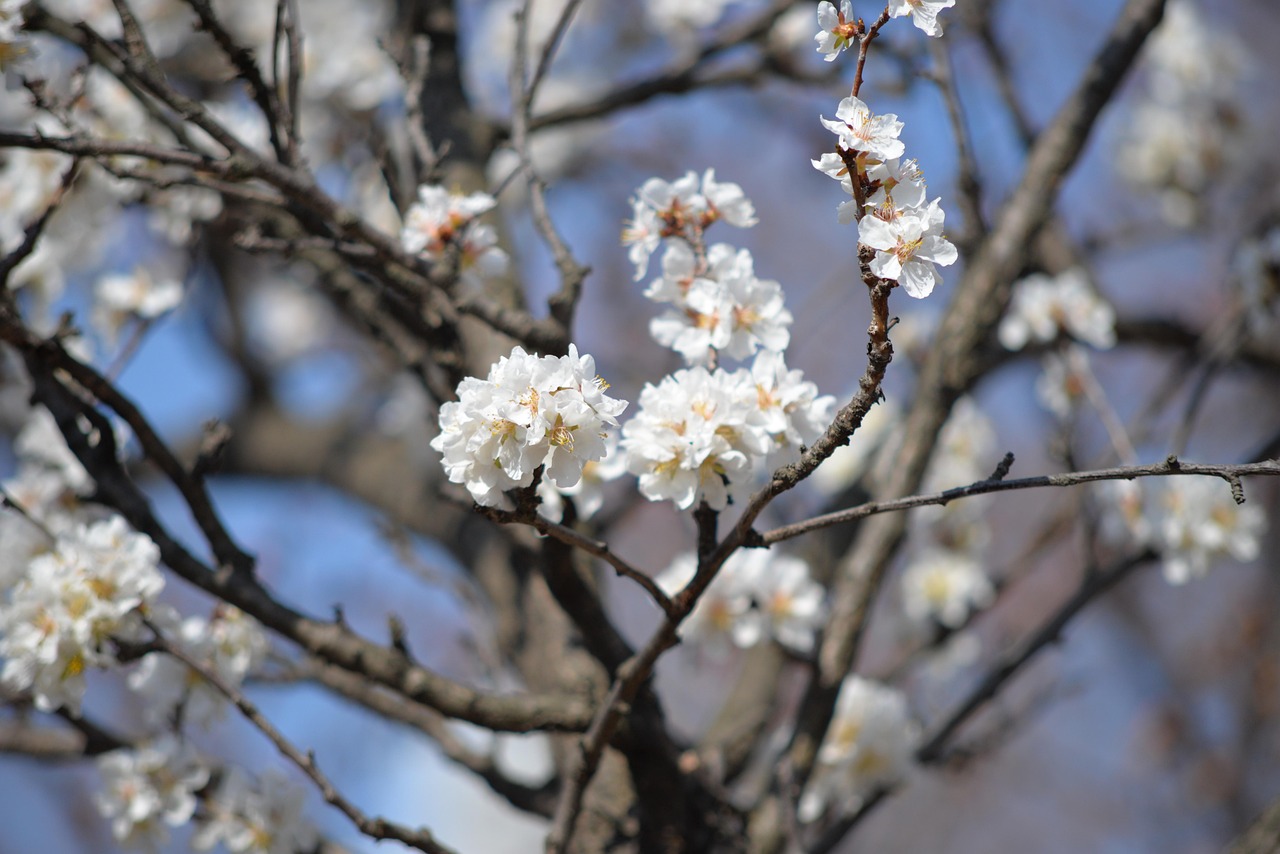 盛开 开花 枝杈 - Pixabay上的免费照片 - Pixabay
