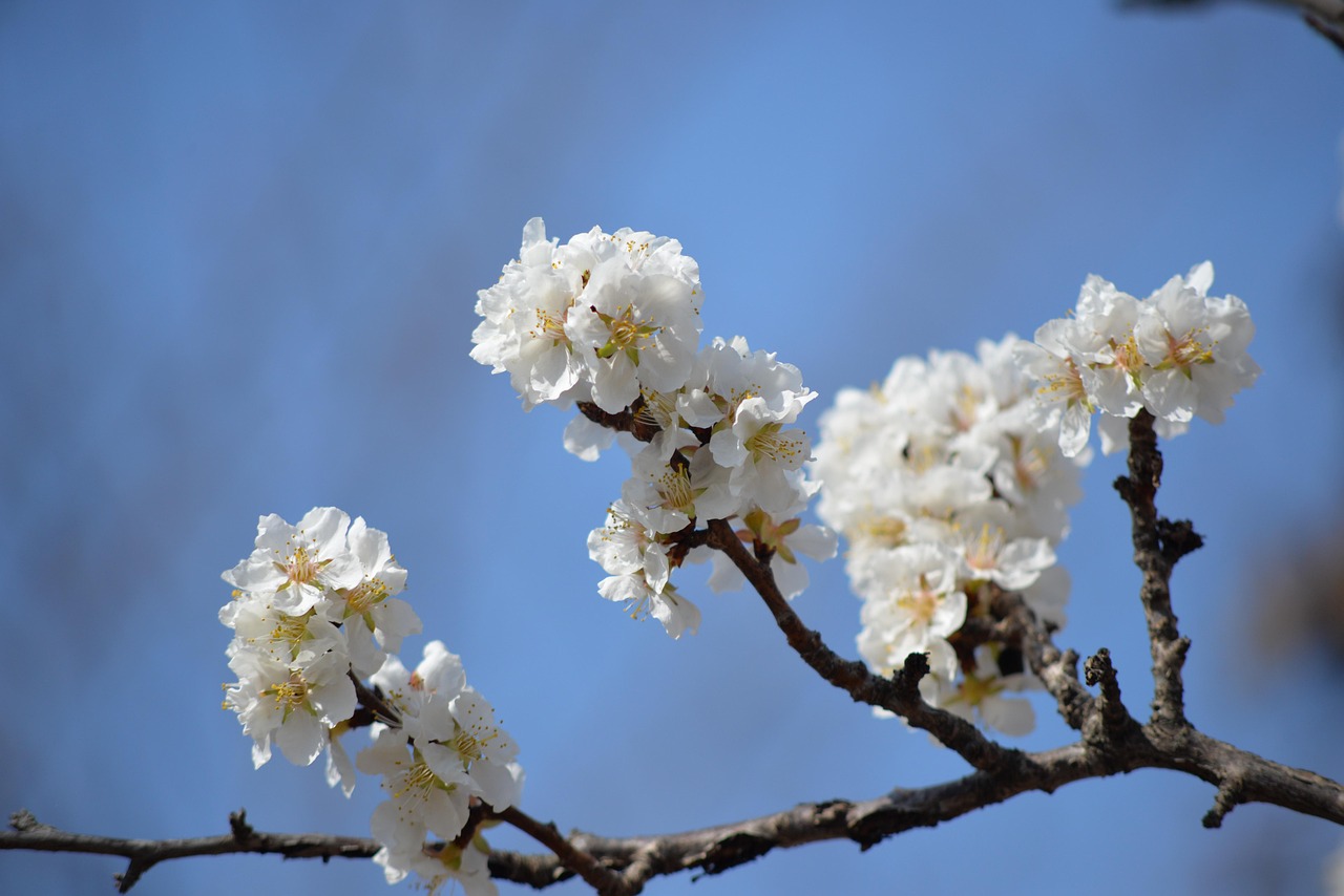 盛开 开花 枝杈 - Pixabay上的免费照片 - Pixabay