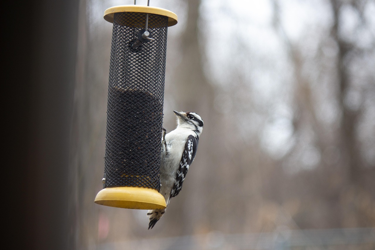 Bird - free online jigsaw puzzle photo