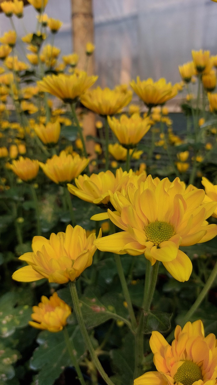 盛开 植物群 开花 - Pixabay上的免费照片 - Pixabay