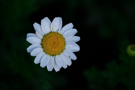 Blomst, Natur, Hvid, Elsker, Have