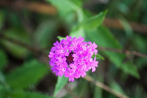 Naturaleza, Rosado, Flor, Jardín