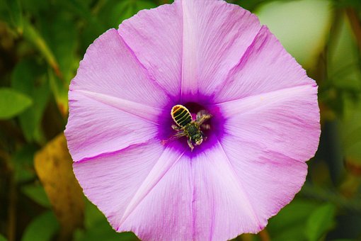 Flor, Abeja, Insectos, Miel, Jardín