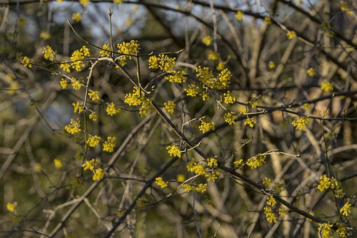 Forsythia, Blomst, Kvist, Forår, Natur