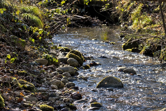 Rocks Stream Forest - Free photo on Pixabay - Pixabay