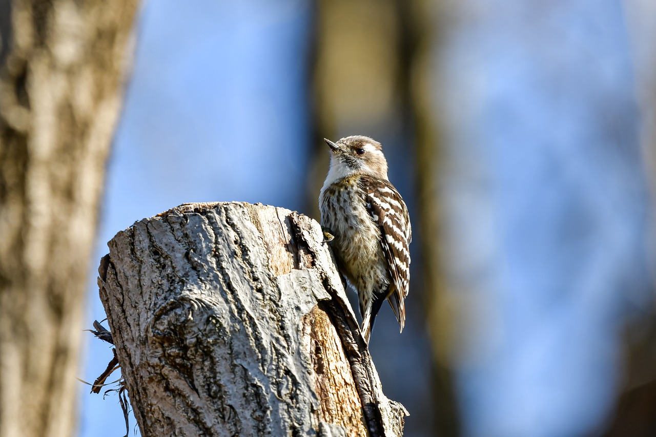 Pájaro Carpintero Tronco - Foto gratis en Pixabay - Pixabay