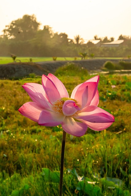 Blume, Lotus, Schöne Blumen, Gras