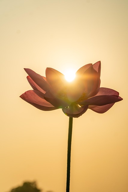 Blume, Blumen Hintergrund, Lotus, Gras