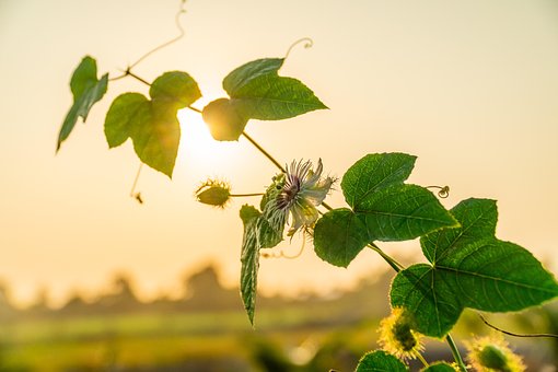 Sonne, Sonnenuntergang, Himmel, Vietnam