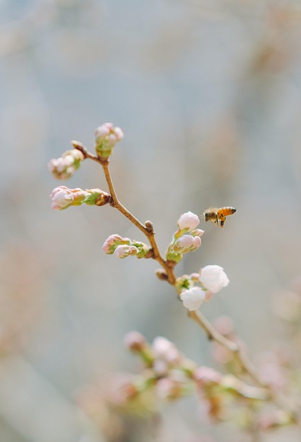 Free Flowers Blossom photo and picture