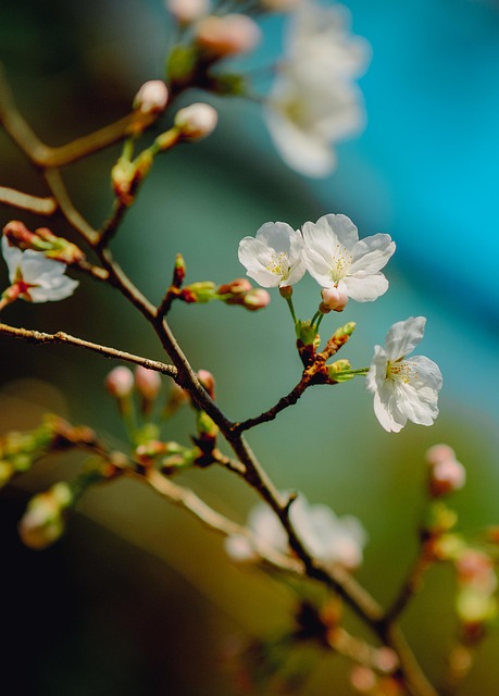 Free Spring Flowers photo and picture