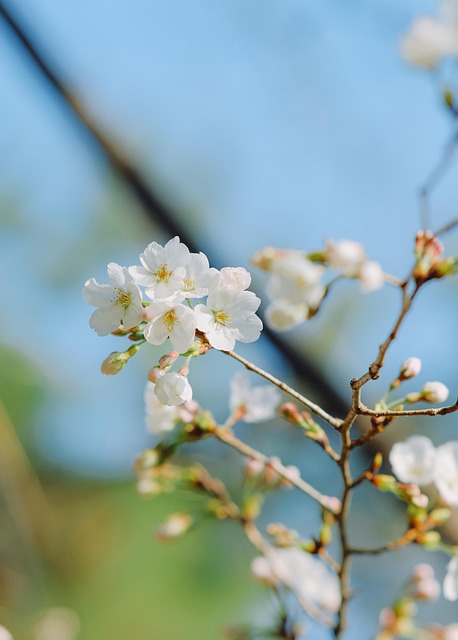 Free Flower Flora photo and picture