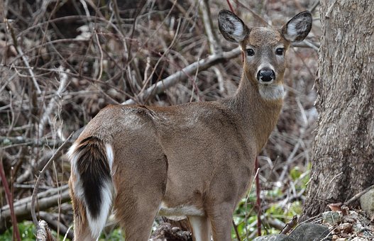 Free White Tail Deer Nature photo and picture
