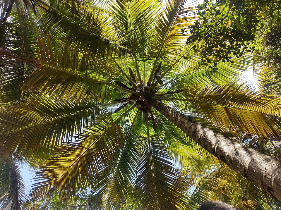 Coconut Tree Tropical Foliage - Free photo on Pixabay - Pixabay
