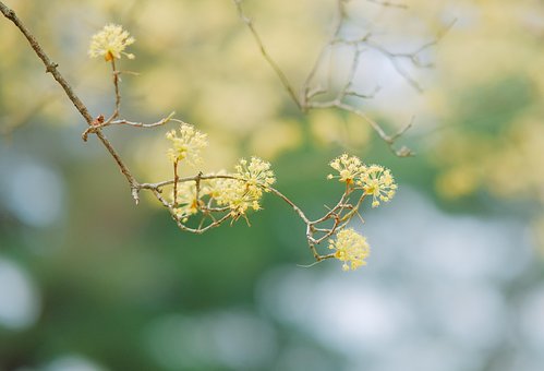 Free Spring Flowers photo and picture