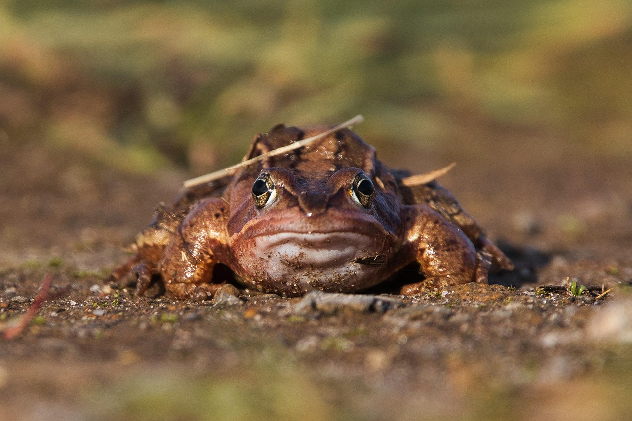 Frog - free online jigsaw puzzle photo