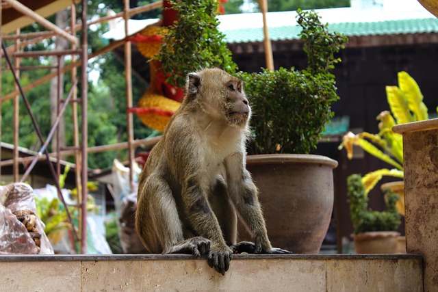 Free Monkey Thai Monkey photo and picture