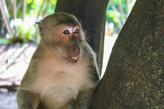 Free Monkey Thai Monkey photo and picture