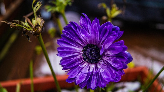 Free Flower Plant photo and picture