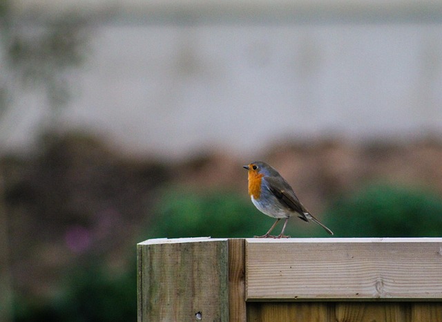 Free Robin Robin Red Breast photo and picture
