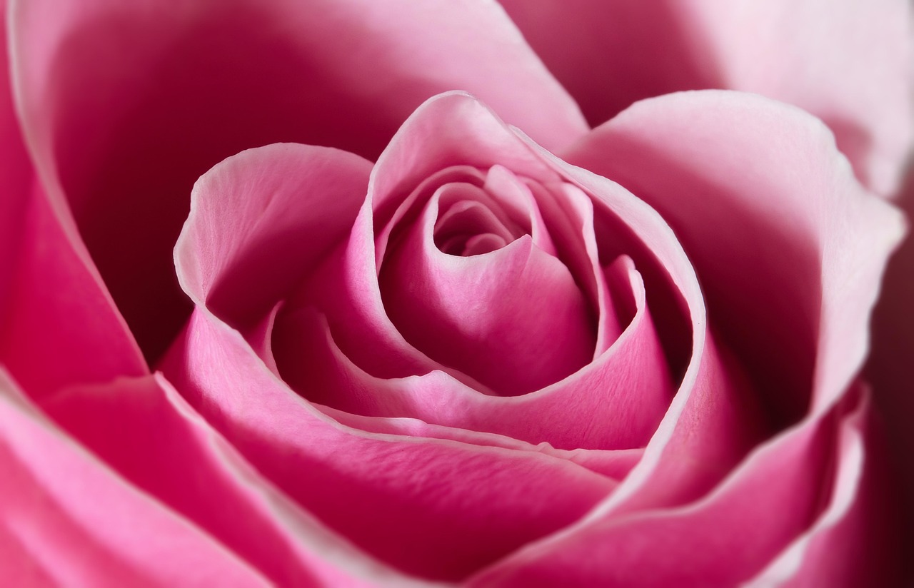 M s De 400 000 Im genes Gratis De Fondo Rosado Y Rosado Pixabay
