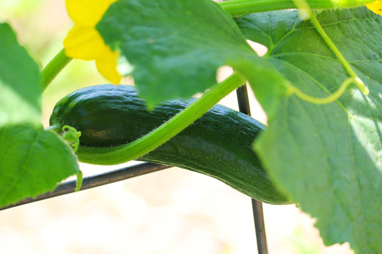 Garden Cucumber Plant Free photo on Pixabay Pixabay