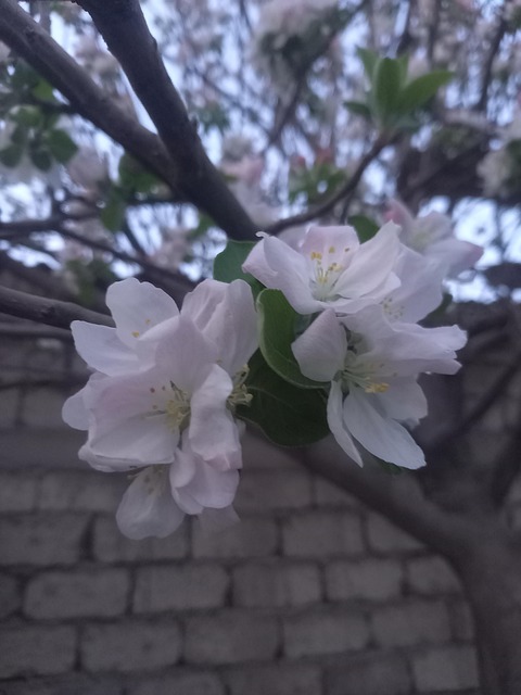 Free March Spring Flowers Apple photo and picture