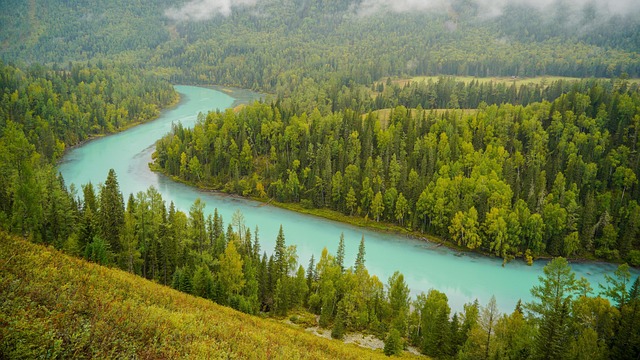 Free River Forest photo and picture