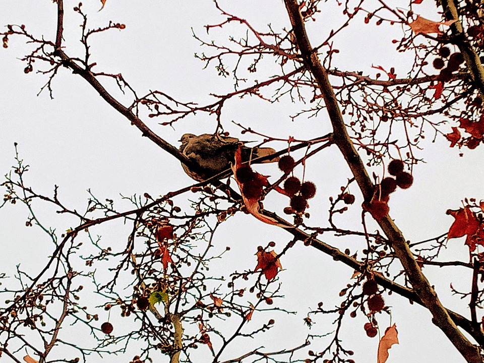 Branches Tree Nature - Free photo on Pixabay