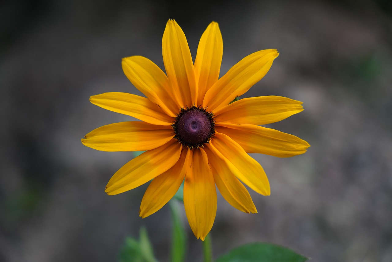 Flores Pétalos Planta - Foto gratis en Pixabay - Pixabay