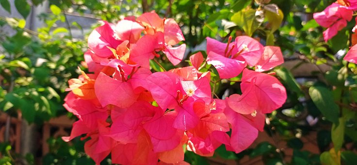 Floare, Grădină, Natura, Plantelor