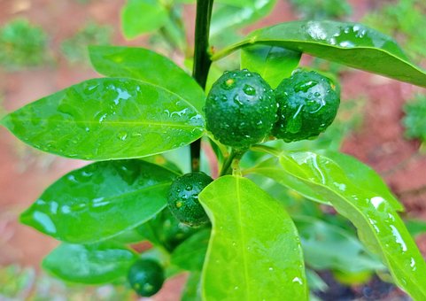Lămâie Verde, Portocale, Fructe